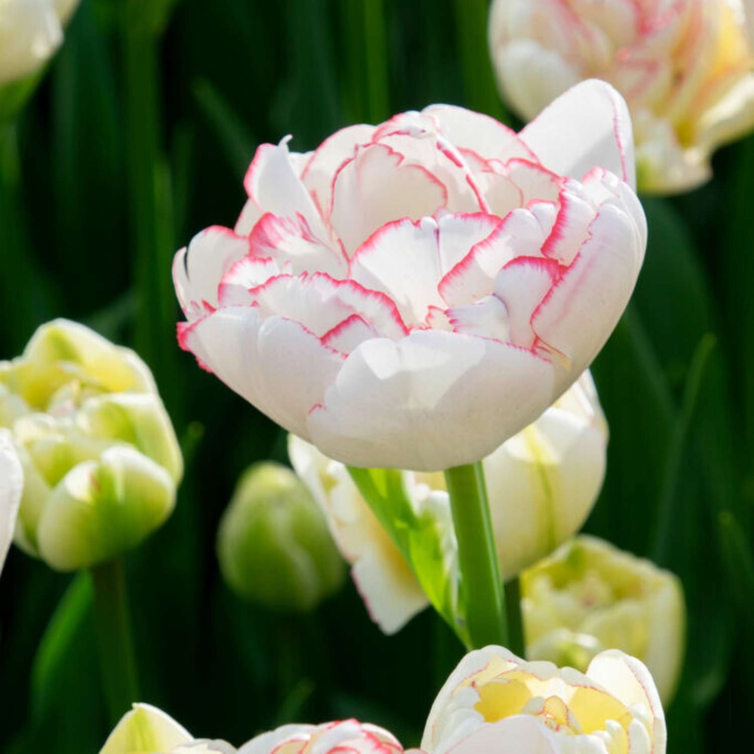 Tulpe 'Wild Romance'